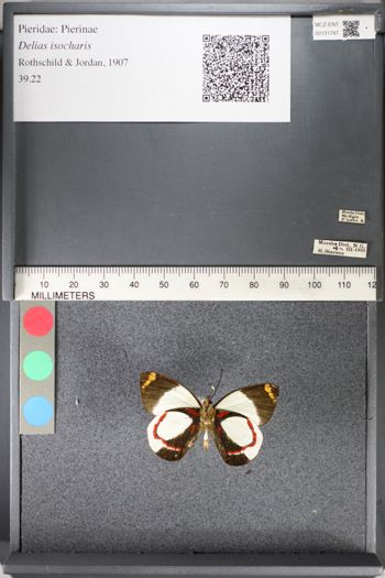 Media type: image;   Entomology 131747